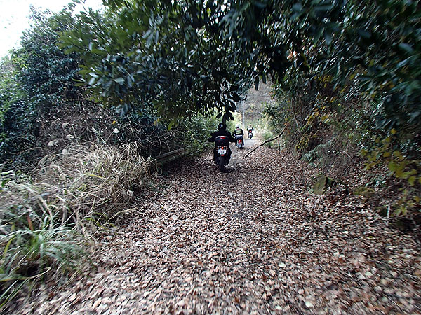 落ち葉が多くて舗装路面見えません